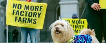 PETA Mission Statement Analysis Featured Image by Jorge Maya